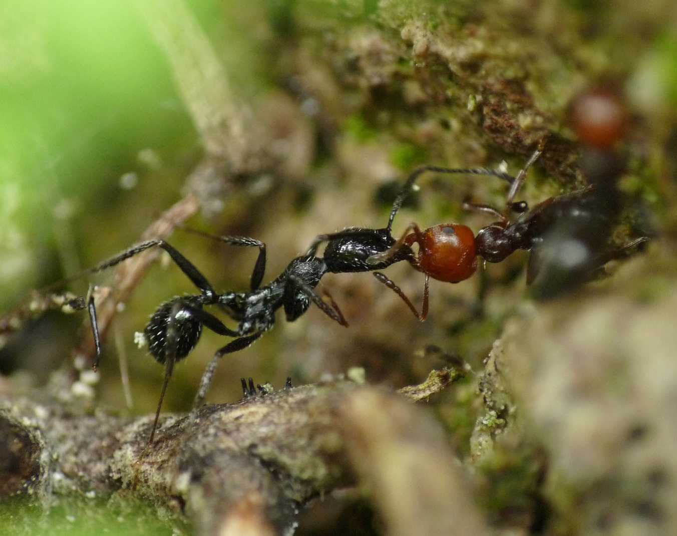 Battaglia tra formiche Crematogaster e Aphaenogaster